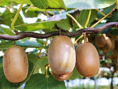 Kiwi