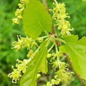 Blüten der Maulbeere