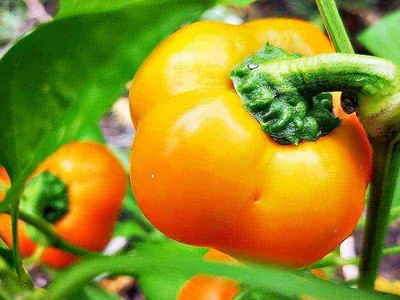 Paprika