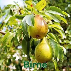 Bäume: Birne (Pyrus communis)