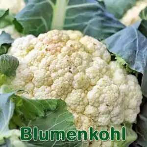 Gemüse: Blumenkohl (Brassica oleracea var. botrytis)
