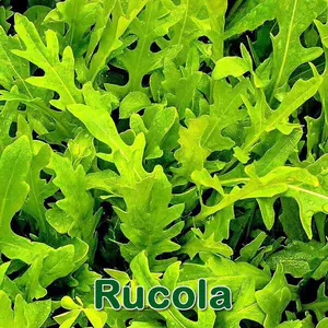 Salat: Rucola bzw. Rauke (Eruca vesicaria)