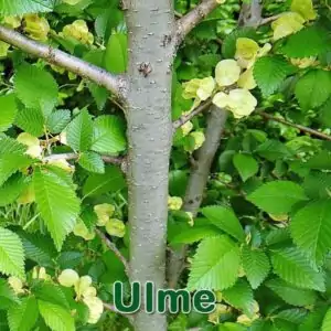 Bäume: Feld-Ulme (Ulmus minor) oder Berg-Ulme (Ulmus glabra)
