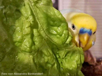 Welli mit Kopfsalat Welli mit Kopfsalat
