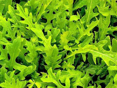 Rucola
