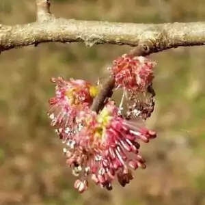 Blüten der Ulme