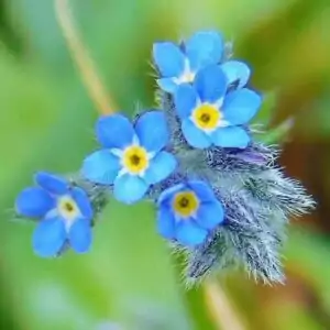 Blüten des Vergissmeinnicht