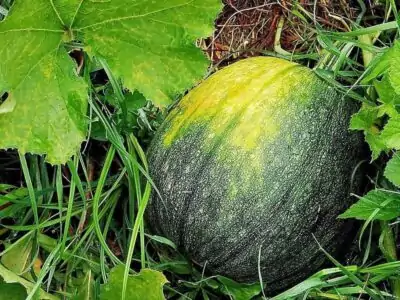 Melone