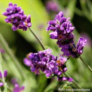 Blüten des Lavendels