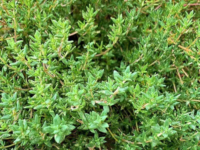 Thymian
