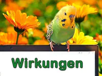 Wirkungen der Futterpflanzen Wirkungen der Futterpflanzen