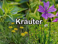 Kräuter & krautige Pflanzen