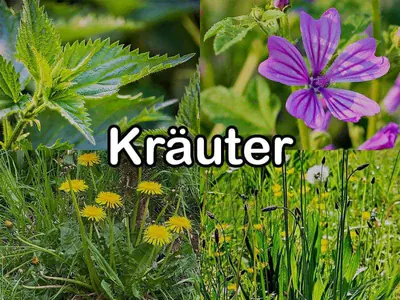 Nährstoffgehalt: Kräuter Nährstoffgehalt: Kräuter