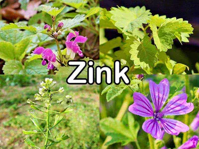 Zink