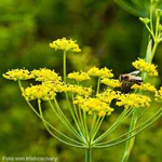 Blüten des Dills