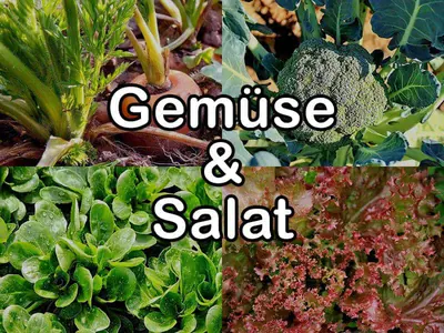 Nährstoffgehalt: Gemüse & Salat Nährstoffgehalt: Gemüse & Salat
