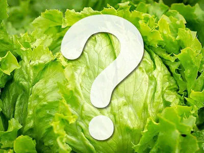 Eisbergsalat als Frischfutter?!? Eisbergsalat als Frischfutter?!?