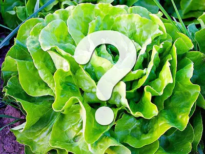 Kopfsalat als Frischfutter?!?