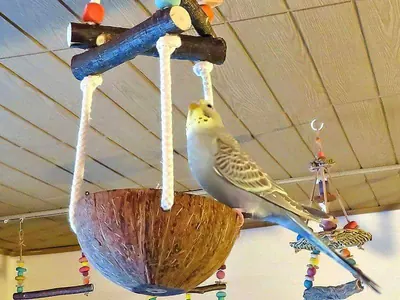 Spielplätze mit Nussschalen Spielplätze mit Nussschalen