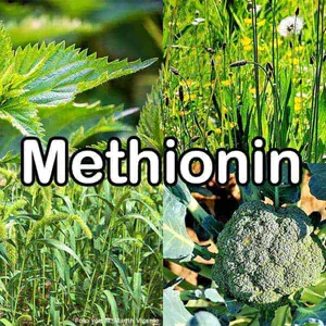 Nährstoffe: Methionin (schwefelhaltige Aminosäure)