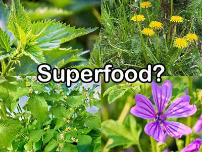 Superfood bei Wildkräutern