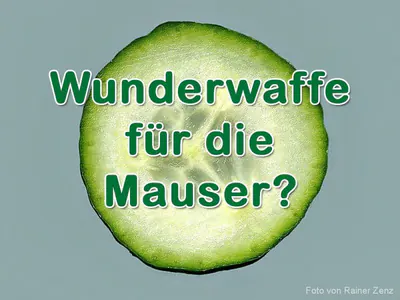Gurke für die Mauser?