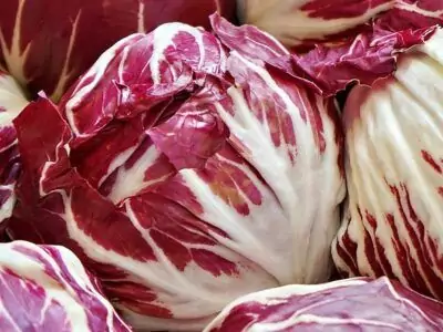 Radicchio