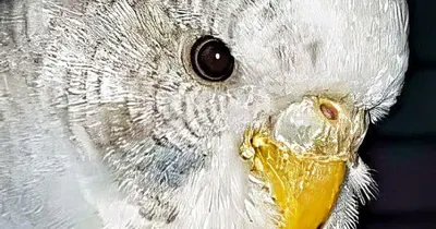 Platzhalter 4x3 Übersicht von Krankheiten