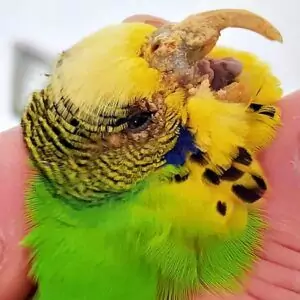 Schnabel mit Grabmilbenbefall Schnabel mit Grabmilbenbefall