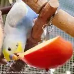 Früchte