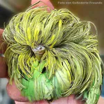Feather Duster