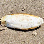 Sepiaschale