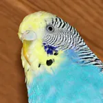 Schnabelpflege