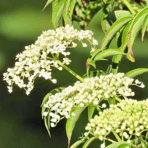 Blüten des Holunders