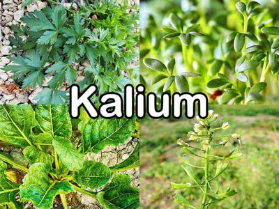 Kalium 