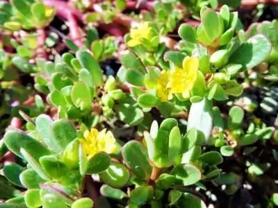 Gemse: Portulak | Welli@Home