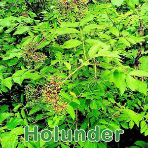 Sträucher: Schwarze Holunder (Sambucus nigra)