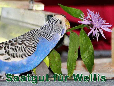 Saatgut für Wellis Saatgut für Wellis