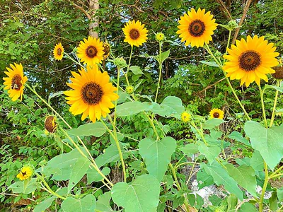 Sonnenblume