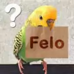 Was ist ein Felo?