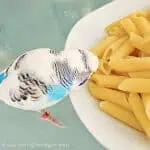 Essen mit Welli Essen mit Welli