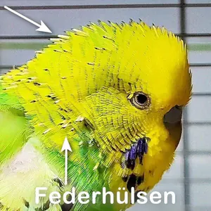 Platzhalter 4x3 Federhülsen am Kopf