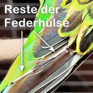 Platzhalter 4x3 Reste der Federhülse