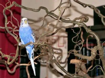 Korkenzieherhaselast - Vogelgaleria Korkenzieherhaselast von Vogelgaleria
