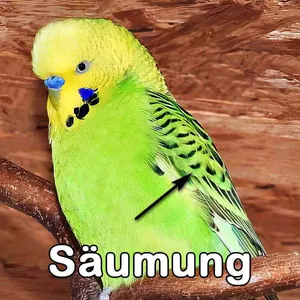 Säumung