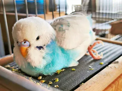 Gunnar Gunnar der Fundvogel