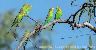 Quiz – Australische Wellensittiche