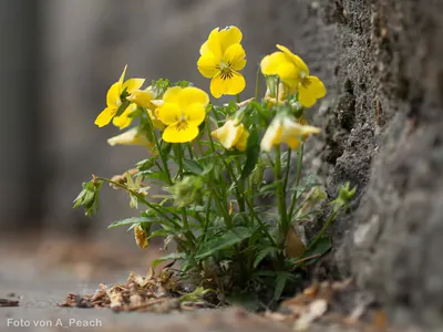Hornveilchen Hornveilchen