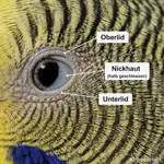 Auge mit Nickhaut Augen des Wellensittichs