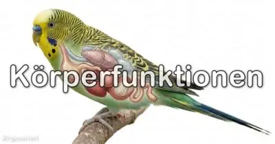 Körperfunktionen